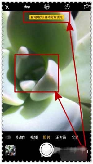 iPhone13怎么拍微距-怎么拍微距好看(图文)