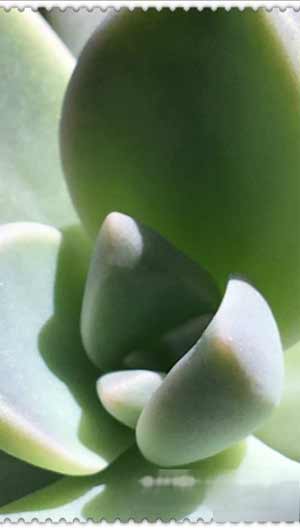 iPhone13怎么拍微距-怎么拍微距好看(图文)