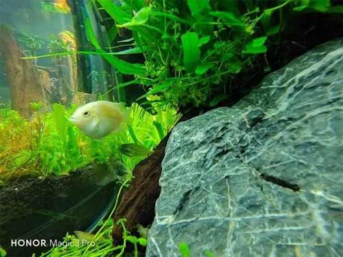 荣耀Magic3Pro可以水下拍摄吗(图文)