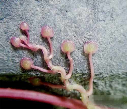 vivoX60pro如何微距拍摄-微距拍摄方法(图文)