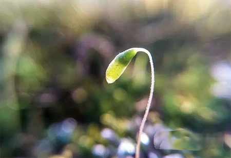 vivoX60pro如何微距拍摄-微距拍摄方法(图文)