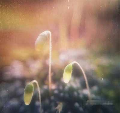 vivoX60pro如何微距拍摄-微距拍摄方法(图文)